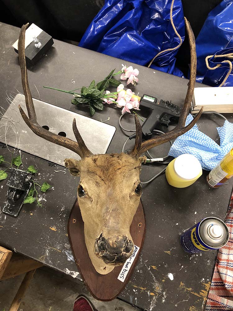 'She Stoops to Conquer', 2019<br/>Prop making<br/>Taxidermy stag's head before restoration